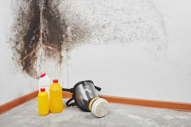 Best Industrial Mold Remediation in French Valley, CA