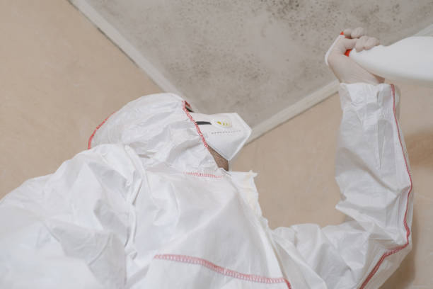 Best Attic Mold Remediation in French Valley, CA