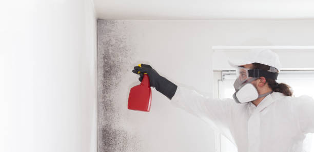 Best Residential Mold Remediation in French Valley, CA