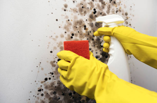 Best White Mold Remediation in French Valley, CA