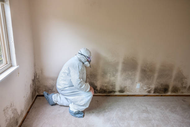 Best Black Mold Remediation in French Valley, CA