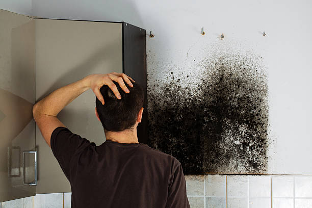 Best Post-Flood Mold Remediation in French Valley, CA