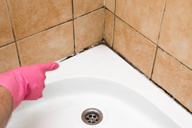 Best Industrial Mold Remediation in French Valley, CA